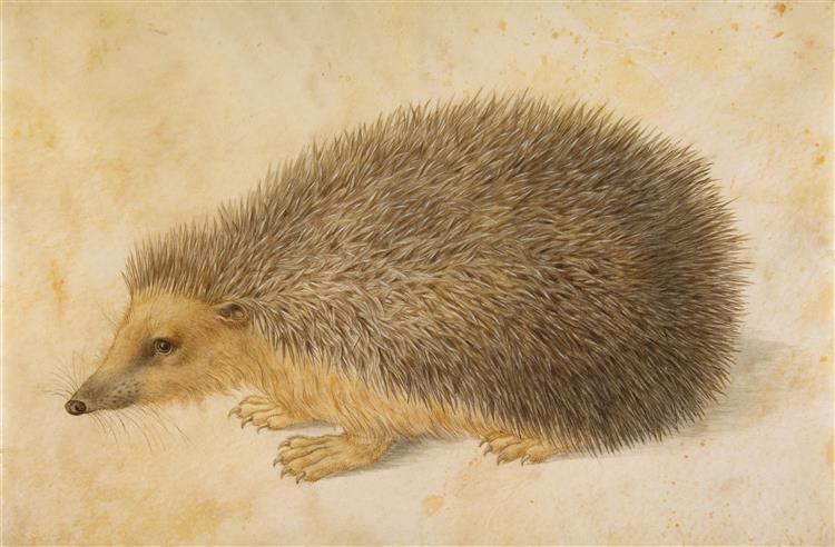 Hedgehog, c.1584 - Ганс Гофман