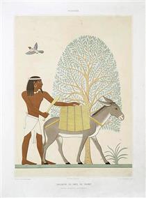 Peinture : indigène du pays de pount (Thèbes : El-Assacif - XVIIe dynastie) - Эмиль Присс