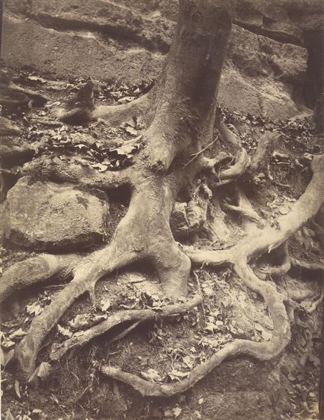 Tree Roots, Saint-cloud, 1920 - Ежен Атже