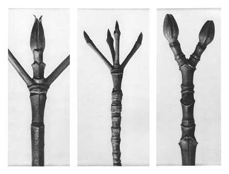 Art Forms in Nature 17, 1928 - Karl Blossfeldt