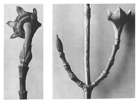 Art Forms in Nature 20, 1928 - Karl Blossfeldt