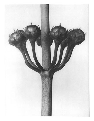 Art Forms in Nature 23, 1928 - Karl Blossfeldt
