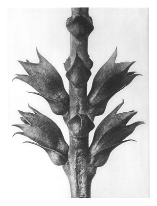 Art Forms in Nature 24, 1928 - Karl Blossfeldt