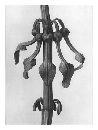 Art Forms in Nature 25, 1928 - Karl Blossfeldt