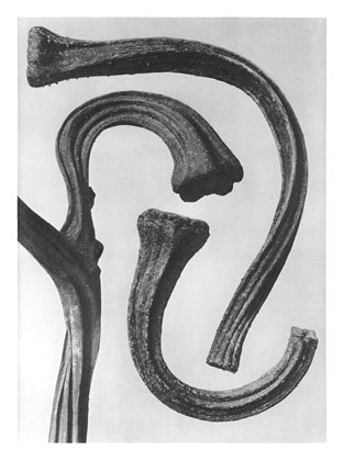 Art Forms in Nature 26, 1928 - Karl Blossfeldt