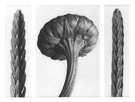 Art Forms in Nature 28, 1928 - Karl Blossfeldt