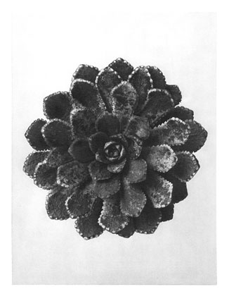 Art Forms in Nature 30, 1928 - Karl Blossfeldt