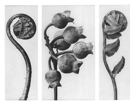 Art Forms in Nature 33, 1928 - Karl Blossfeldt