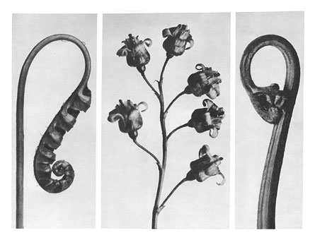 Art Forms in Nature 34, 1928 - Karl Blossfeldt
