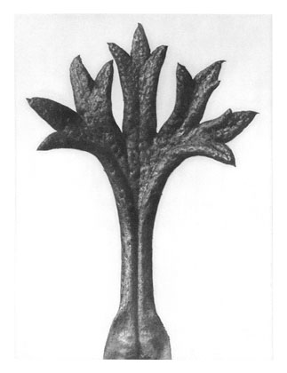 Art Forms in Nature 35, 1928 - Karl Blossfeldt
