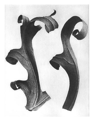 Art Forms in Nature 40, 1928 - Karl Blossfeldt