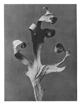 Art Forms in Nature 41, 1928 - Karl Blossfeldt