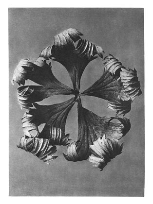 Art Forms in Nature 42, 1928 - Karl Blossfeldt
