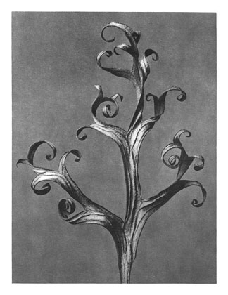 Art Forms in Nature 43, 1928 - Karl Blossfeldt