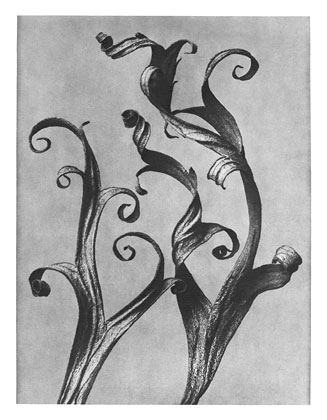 Art Forms in Nature 45, 1928 - Karl Blossfeldt