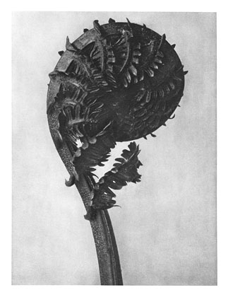 Art Forms in Nature 46, 1928 - Karl Blossfeldt