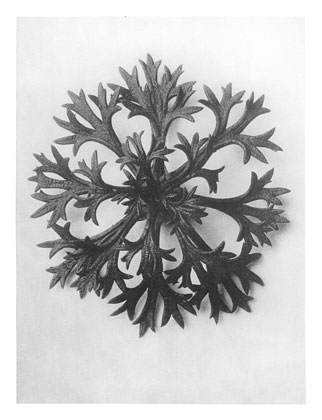 Art Forms in Nature 47, 1928 - Karl Blossfeldt