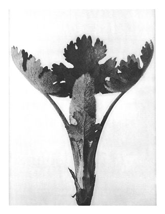 Art Forms in Nature 51, 1928 - Karl Blossfeldt