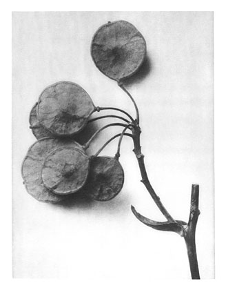 Art Forms in Nature 52, 1928 - Karl Blossfeldt