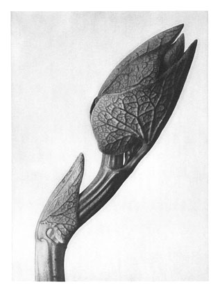 Art Forms in Nature 58, 1928 - Карл Блоссфельдт