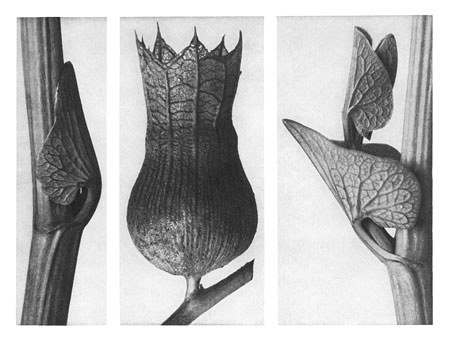 Art Forms in Nature 59, 1928 - Karl Blossfeldt