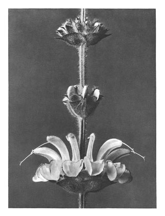 Art Forms in Nature 61, 1928 - Karl Blossfeldt