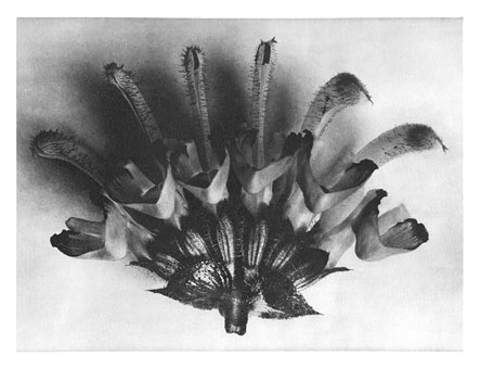 Art Forms in Nature 62, 1928 - Karl Blossfeldt