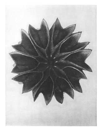 Art Forms in Nature 63, 1928 - Karl Blossfeldt