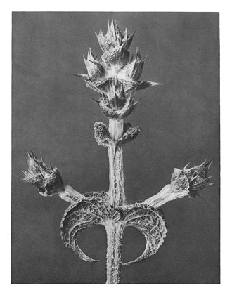 Art Forms in Nature 65, 1928 - Karl Blossfeldt