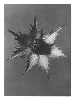 Art Forms in Nature 66, 1928 - Karl Blossfeldt