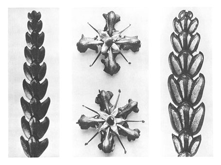 Art Forms in Nature 67, 1928 - Karl Blossfeldt