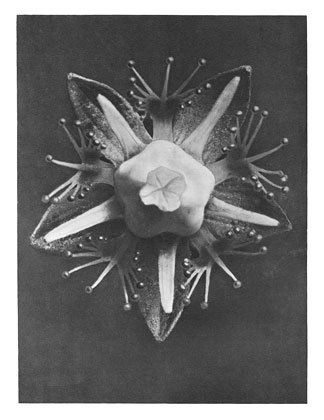 Art Forms in Nature 68, 1928 - Karl Blossfeldt