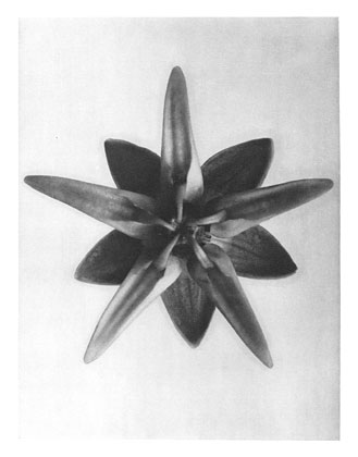 Art Forms in Nature 69, 1928 - Karl Blossfeldt