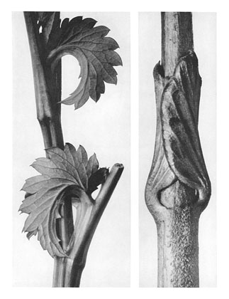 Art Forms in Nature 71, 1928 - Karl Blossfeldt