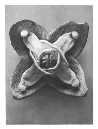 Art Forms in Nature 72, 1928 - Karl Blossfeldt