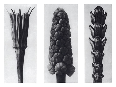 Art Forms in Nature 78, 1928 - Karl Blossfeldt