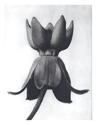 Art Forms in Nature 81, 1928 - Karl Blossfeldt