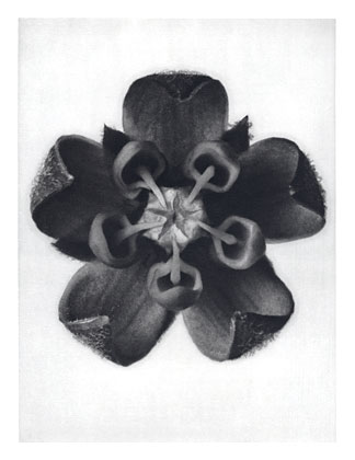 Art Forms in Nature 82, 1928 - Karl Blossfeldt