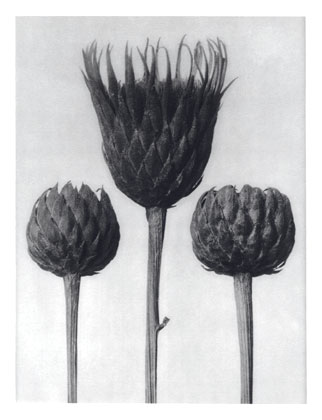 Art Forms in Nature 83, 1928 - Karl Blossfeldt