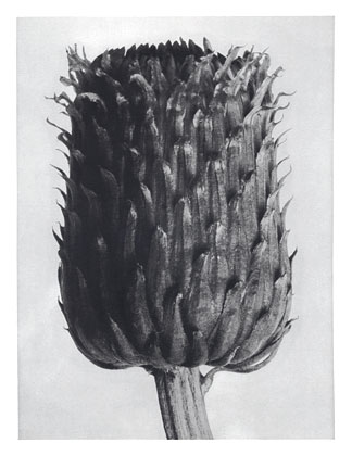 Art Forms in Nature 84, 1928 - Karl Blossfeldt