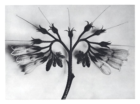Art Forms in Nature 88, 1928 - Karl Blossfeldt