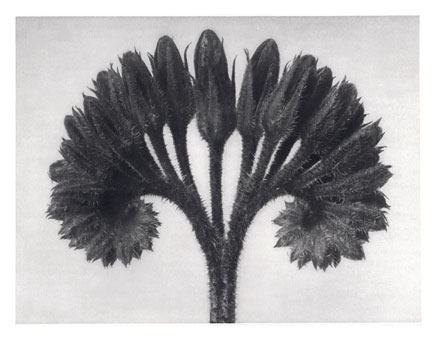 Art Forms in Nature 89, 1928 - Karl Blossfeldt