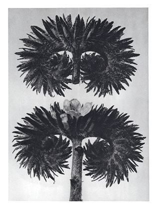 Art Forms in Nature 90, 1928 - Karl Blossfeldt