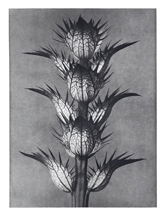 Art Forms in Nature 92, 1928 - Karl Blossfeldt