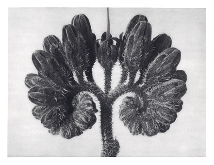 Art Forms in Nature 93, 1928 - Karl Blossfeldt