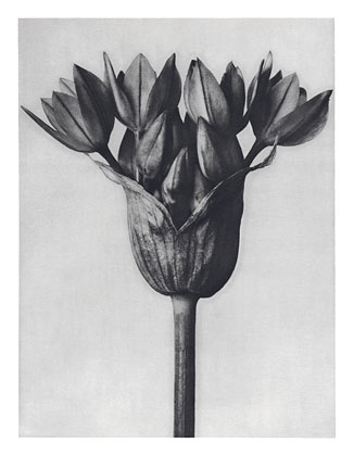 Art Forms in Nature 94, 1928 - Karl Blossfeldt