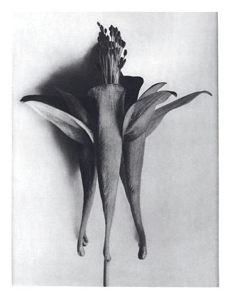 Art Forms in Nature 95, 1928 - Karl Blossfeldt