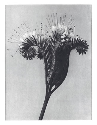 Art Forms in Nature 98, 1928 - Karl Blossfeldt