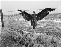 A Very Blue Eagle. Along California Highway (November 1936). From the Series Day Sleeper - Доротея Ланж