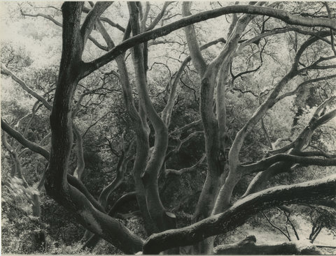 Trees, Berkeley, California, 1957 - Dorothea Lange